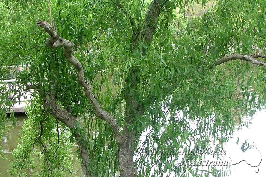 بید فری / بید چینی - معرفی و راهنمای پرورش و نگهداری درختان زینتی